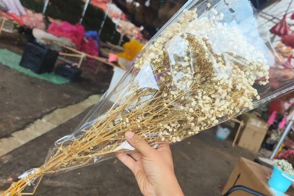 满天星有哪些花语，寓意浪漫、友谊等