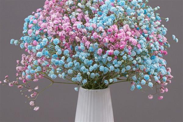 满天星有哪些花语，寓意浪漫、友谊等