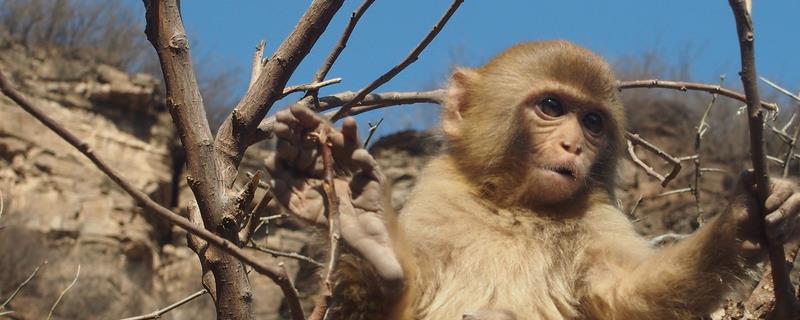 猴子可以活多少年，通常是20年左右