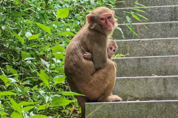 猴子可以活多少年,通常是20年左右