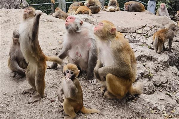 猴子可以活多少年,通常是20年左右