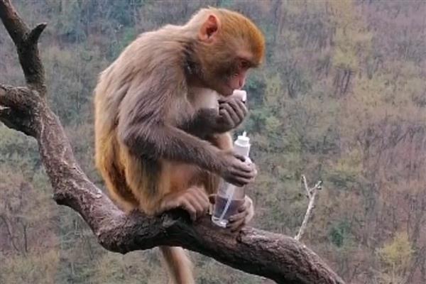 猴子可以活多少年,通常是20年左右