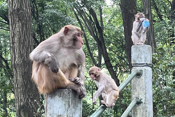 猴子可以活多少年,通常是20年左右