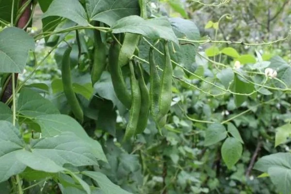 秋芸豆什么时候种合适,六月下旬种最合适