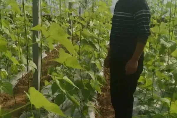 秋芸豆什么时候种合适,六月下旬种最合适