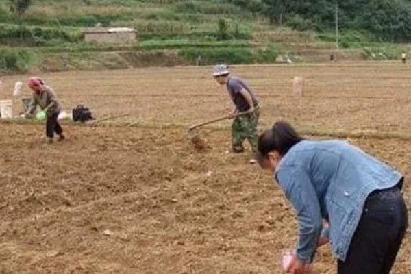 秋芸豆什么时候种合适,六月下旬种最合适