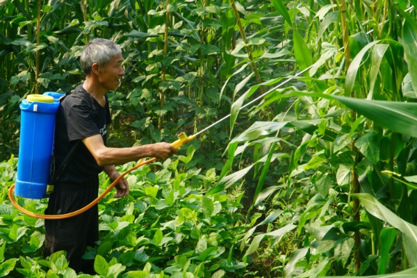 玉米对什么除草剂很敏感，要谨慎使用精喹禾灵、高效氟吡甲禾灵等药物