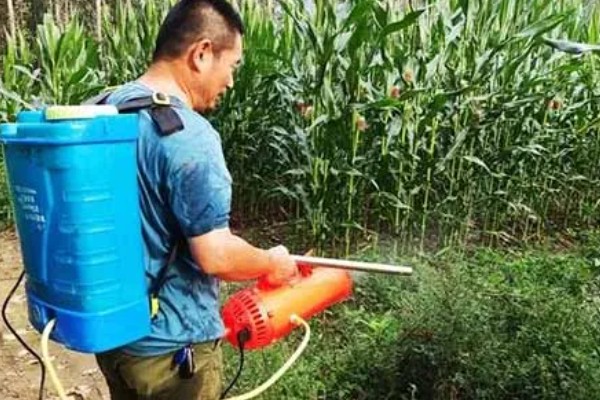 玉米对什么除草剂很敏感，要谨慎使用精喹禾灵、高效氟吡甲禾灵等药物