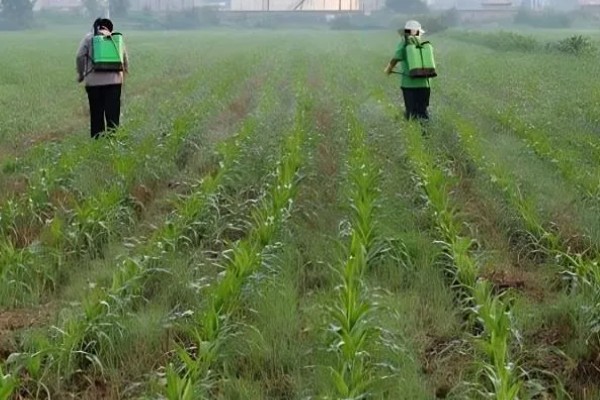 玉米对什么除草剂很敏感，要谨慎使用精喹禾灵、高效氟吡甲禾灵等药物