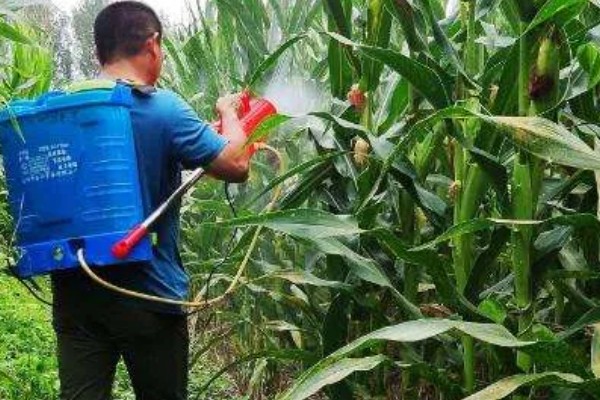 玉米对什么除草剂很敏感，要谨慎使用精喹禾灵、高效氟吡甲禾灵等药物