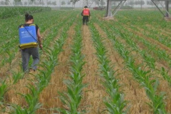 玉米对什么除草剂很敏感，要谨慎使用精喹禾灵、高效氟吡甲禾灵等药物