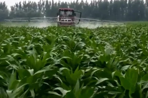 玉米对什么除草剂很敏感，要谨慎使用精喹禾灵、高效氟吡甲禾灵等药物