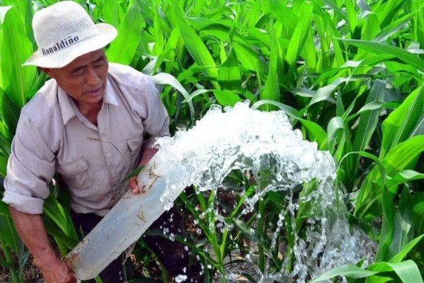 玉米对什么除草剂很敏感，要谨慎使用精喹禾灵、高效氟吡甲禾灵等药物