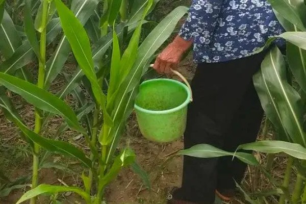玉米对什么除草剂很敏感，要谨慎使用精喹禾灵、高效氟吡甲禾灵等药物