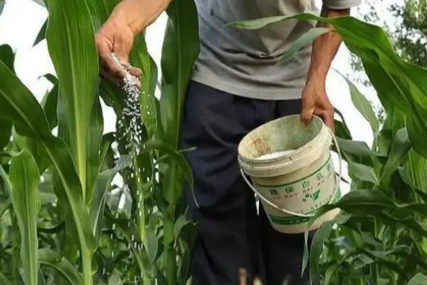 玉米对什么除草剂很敏感，要谨慎使用精喹禾灵、高效氟吡甲禾灵等药物
