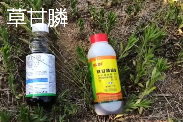玉米对什么除草剂很敏感，要谨慎使用精喹禾灵、高效氟吡甲禾灵等药物