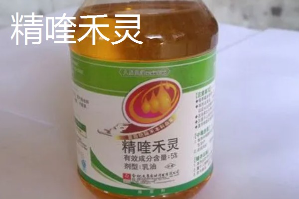 玉米对什么除草剂很敏感，要谨慎使用精喹禾灵、高效氟吡甲禾灵等药物