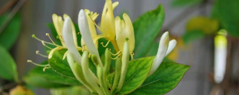 金银花的种植技术,春季和秋季均可种植