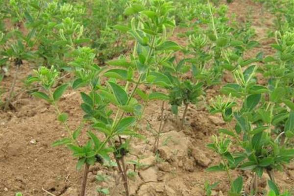 金银花的种植技术，春季和秋季均可种植
