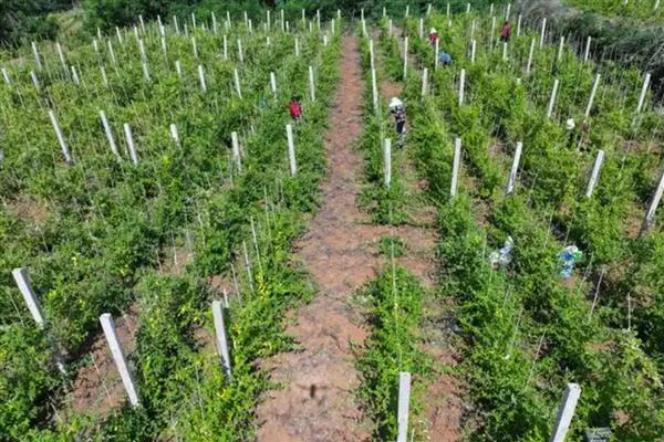 金银花的种植技术，春季和秋季均可种植