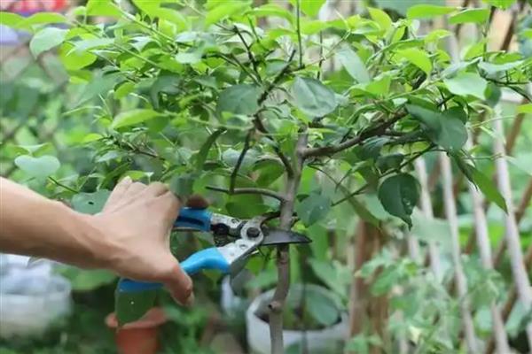 金银花的种植技术，春季和秋季均可种植