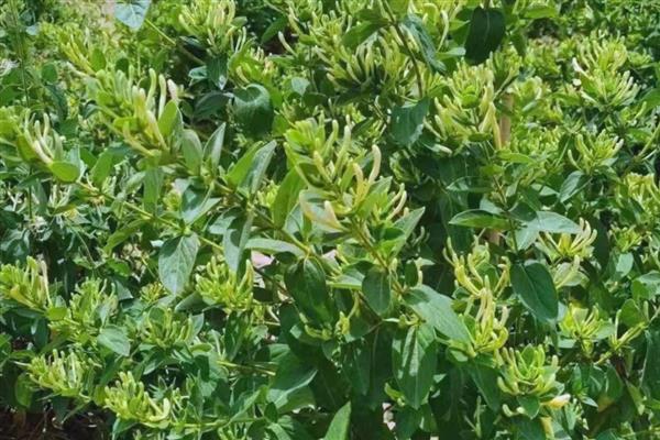 金银花的种植技术，春季和秋季均可种植