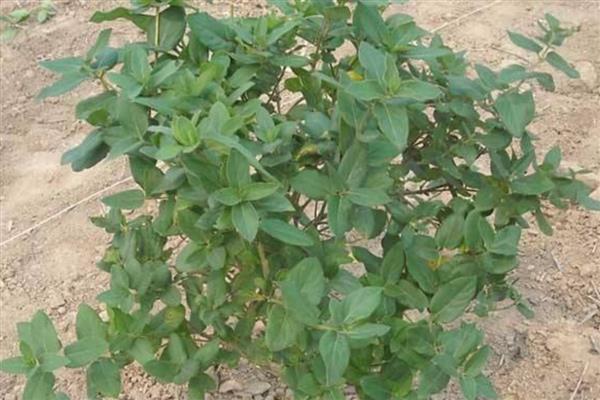 金银花的种植技术，春季和秋季均可种植