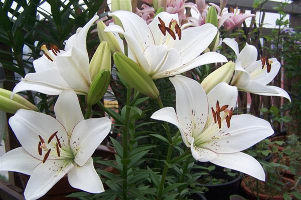 给退伍军人送哪种花，推荐向日葵、百合花等