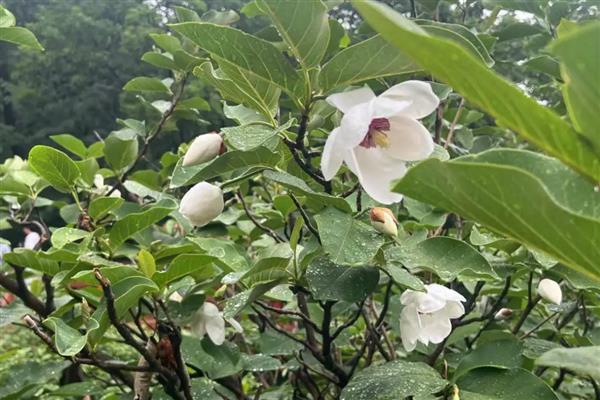 给退伍军人送哪种花，推荐向日葵、百合花等