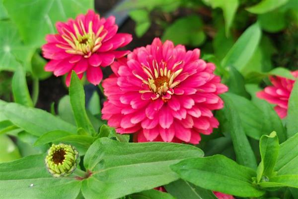 给退伍军人送哪种花，推荐向日葵、百合花等