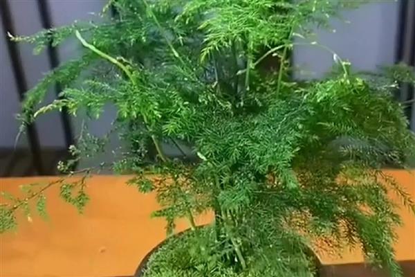 给退伍军人送哪种花，推荐向日葵、百合花等
