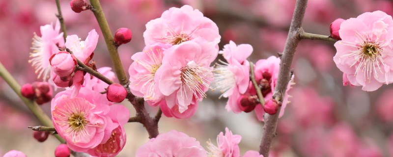 四君子是哪四种植物，是指梅花、兰花等