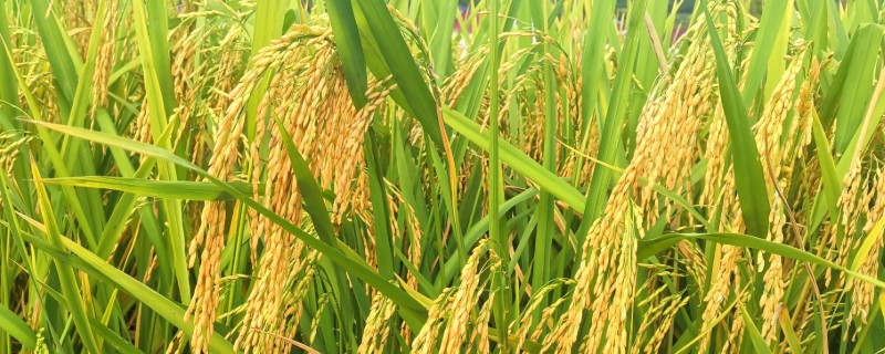 水稻的虫害有哪些，有稻螟虫、线虫等