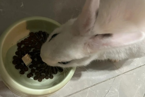 兔子吃水果有哪些优缺点，能提供营养但容易导致肥胖