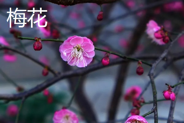 四君子是哪四种植物，是指梅花、兰花等