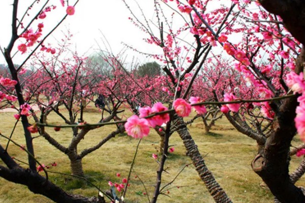 四君子是哪四种植物，是指梅花、兰花等