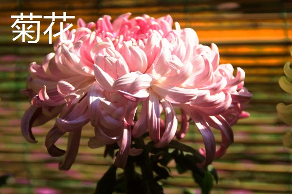 四君子是哪四种植物，是指梅花、兰花等