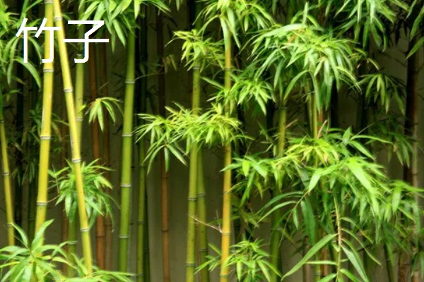 四君子是哪四种植物，是指梅花、兰花等