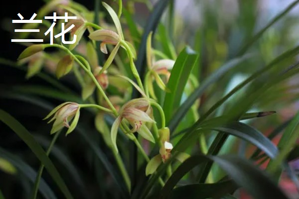 四君子是哪四种植物，是指梅花、兰花等