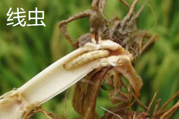 水稻的虫害有哪些，有稻螟虫、线虫等