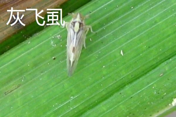 水稻的虫害有哪些，有稻螟虫、线虫等