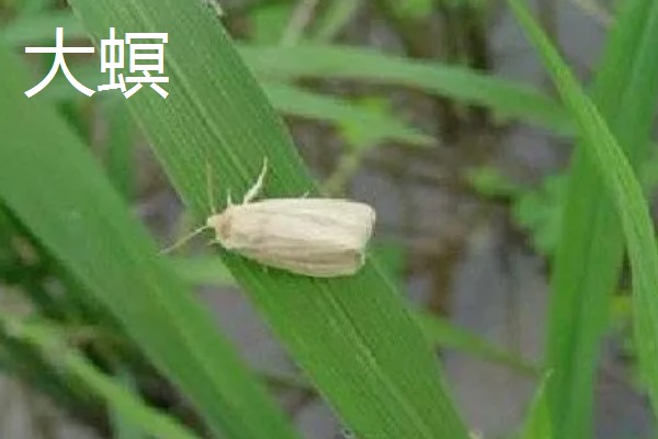 水稻的虫害有哪些，有稻螟虫、线虫等