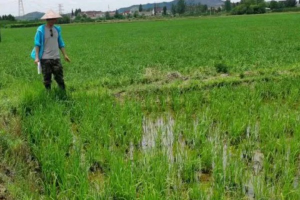 水稻的虫害有哪些，有稻螟虫、线虫等