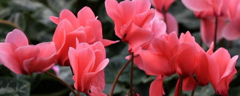 仙客来的花越来越小的原因，可能是光照不足所致