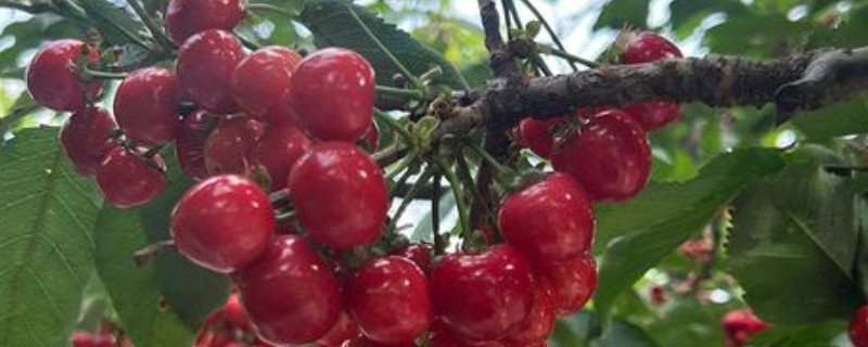 矮化樱桃的高产种植方式，定植建议在3月和12月进行