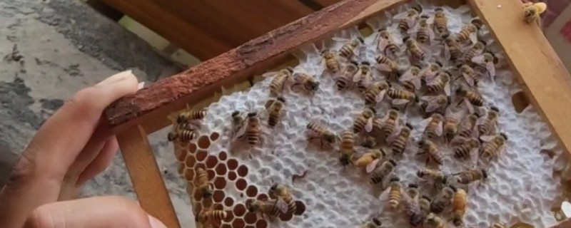 蜜蜂的病怎么防治，不同病害的防治方法不同