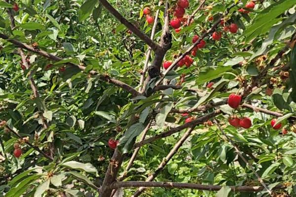 矮化樱桃的高产种植方式，定植建议在3月和12月进行