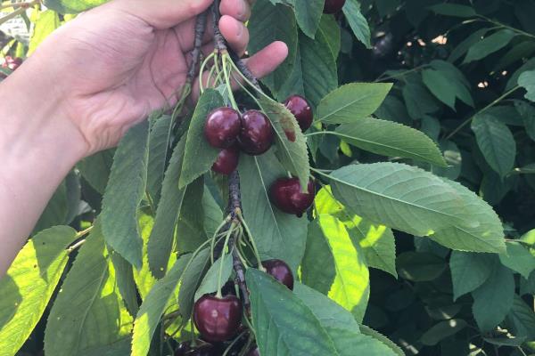 矮化樱桃的高产种植方式，定植建议在3月和12月进行