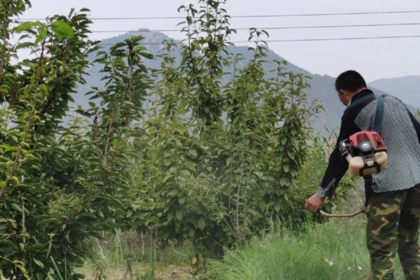 矮化樱桃的高产种植方式，定植建议在3月和12月进行