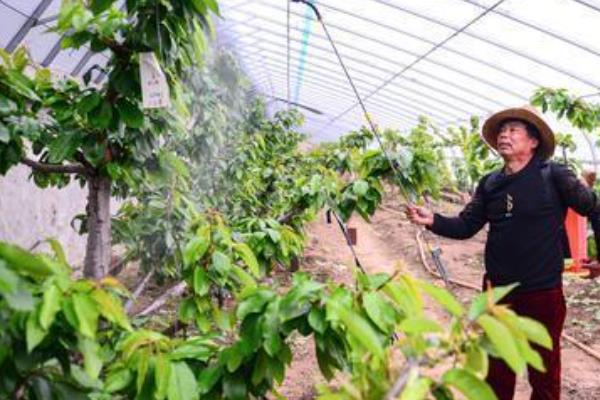 矮化樱桃的高产种植方式，定植建议在3月和12月进行
